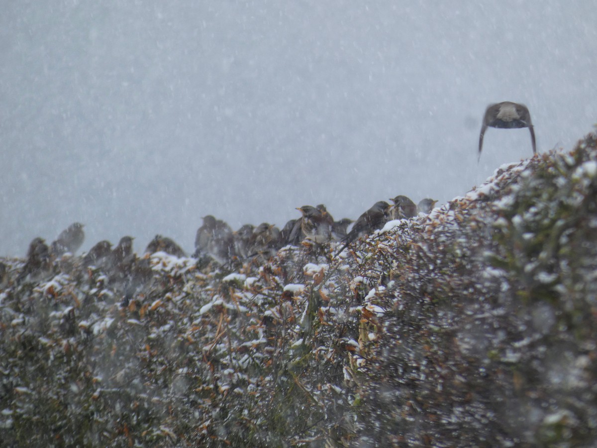 Fieldfare - ML646919982