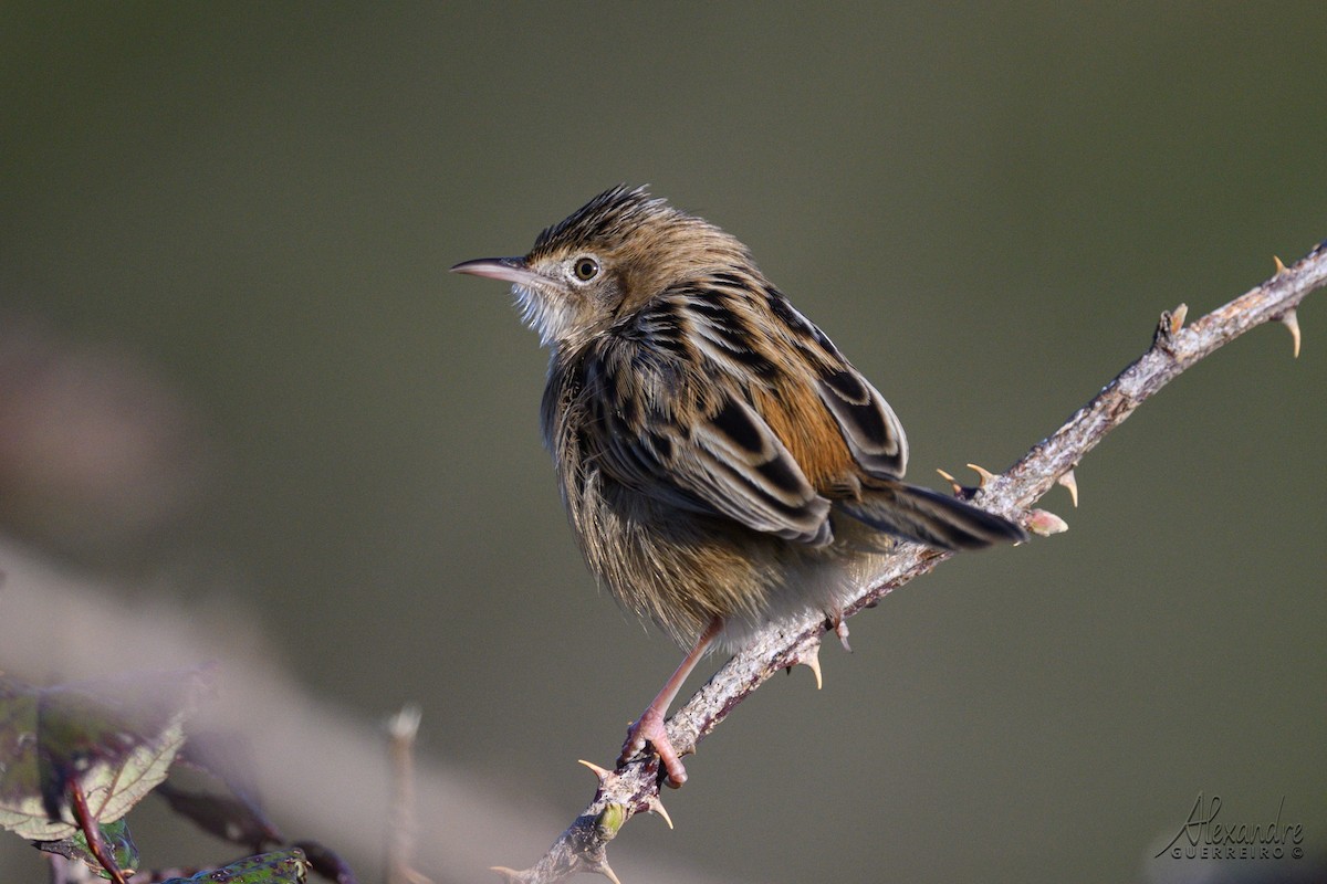 Zitting Cisticola - ML646919983