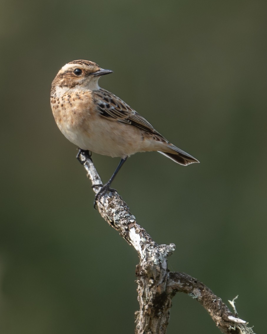 Whinchat - ML646919984