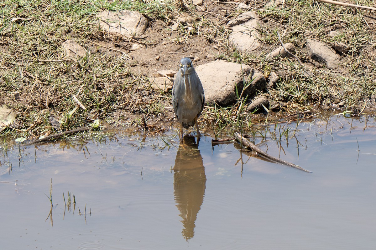 Little Heron - ML646919986