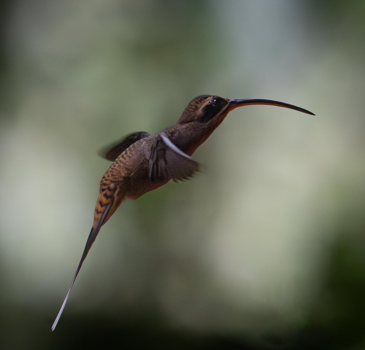 Long-billed Hermit - ML646919987