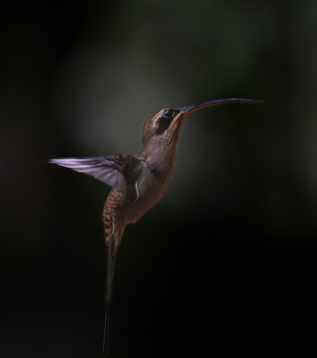 Long-billed Hermit - ML646919988