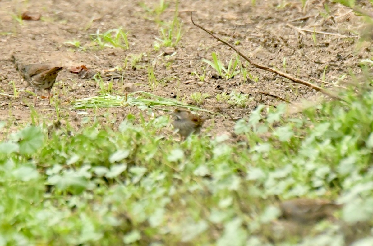 White-throated Sparrow - ML646919989