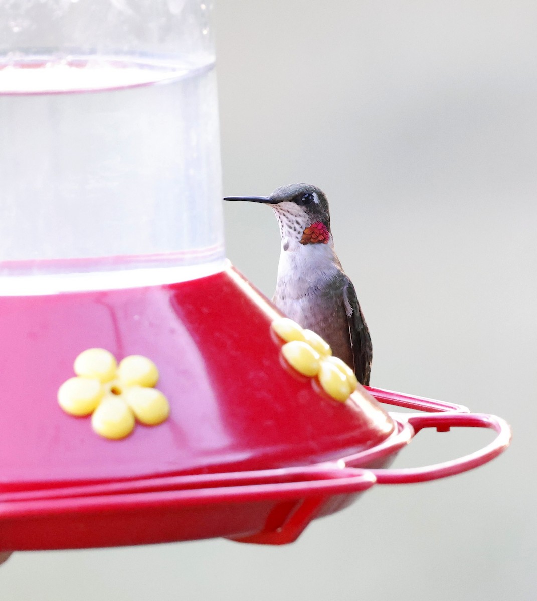 Ruby-throated Hummingbird - ML646919993