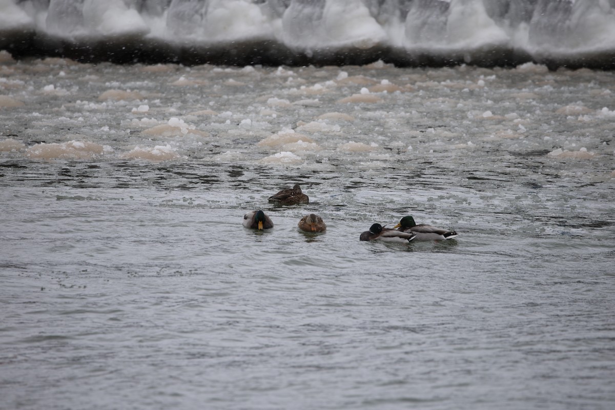 Mallard - ML646919996