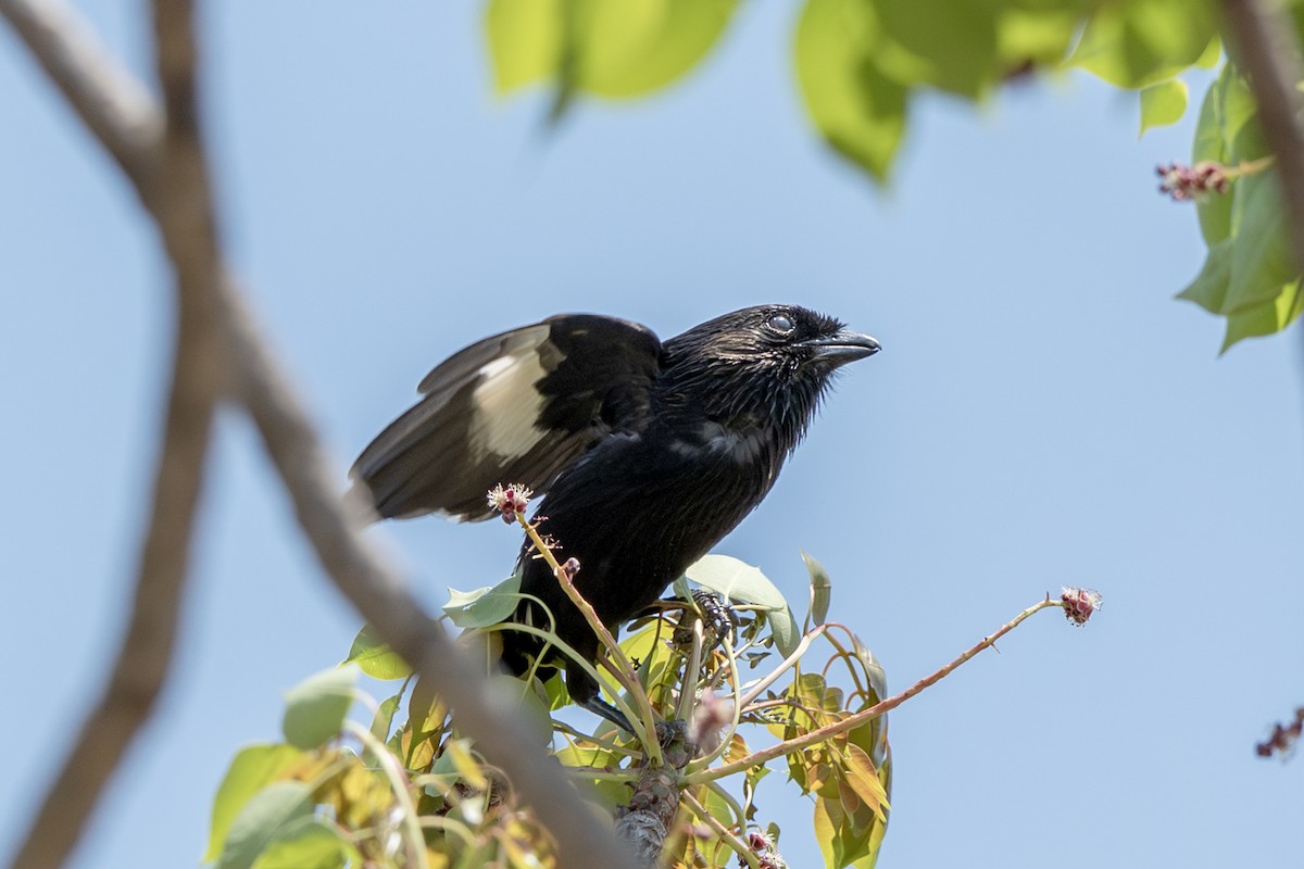 Magpie Shrike - ML646919997