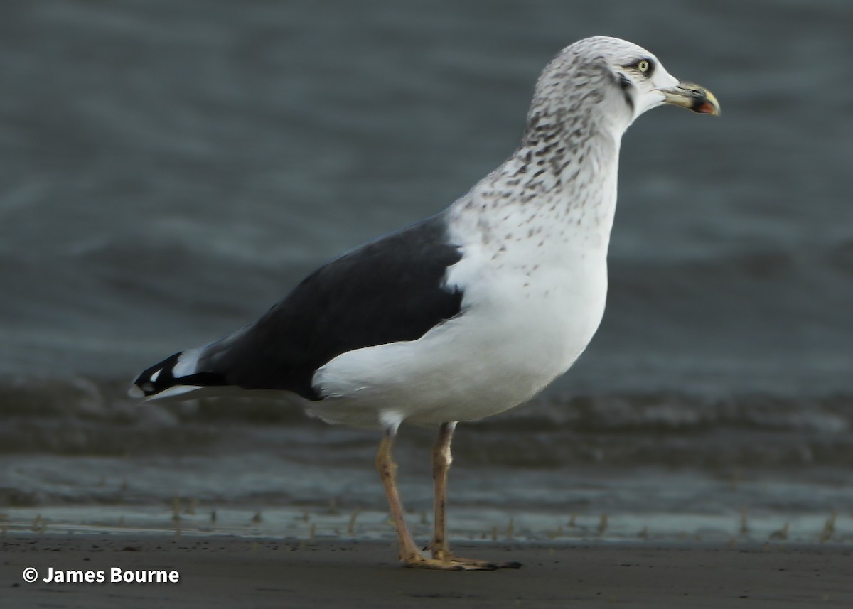 Lesser Black-backed Gull - ML646919998