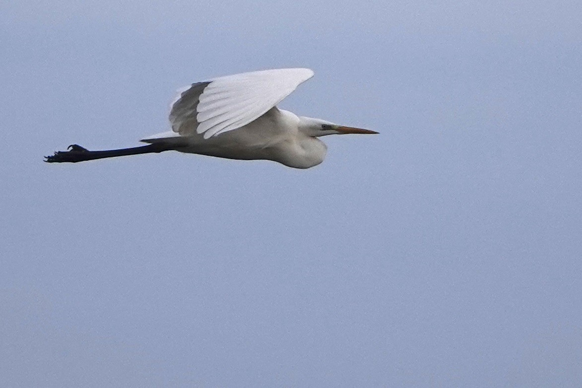 Great Egret - ML646919999