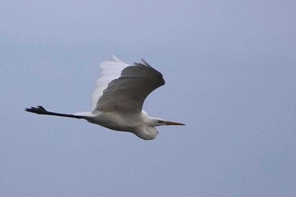 Great Egret - ML646920001