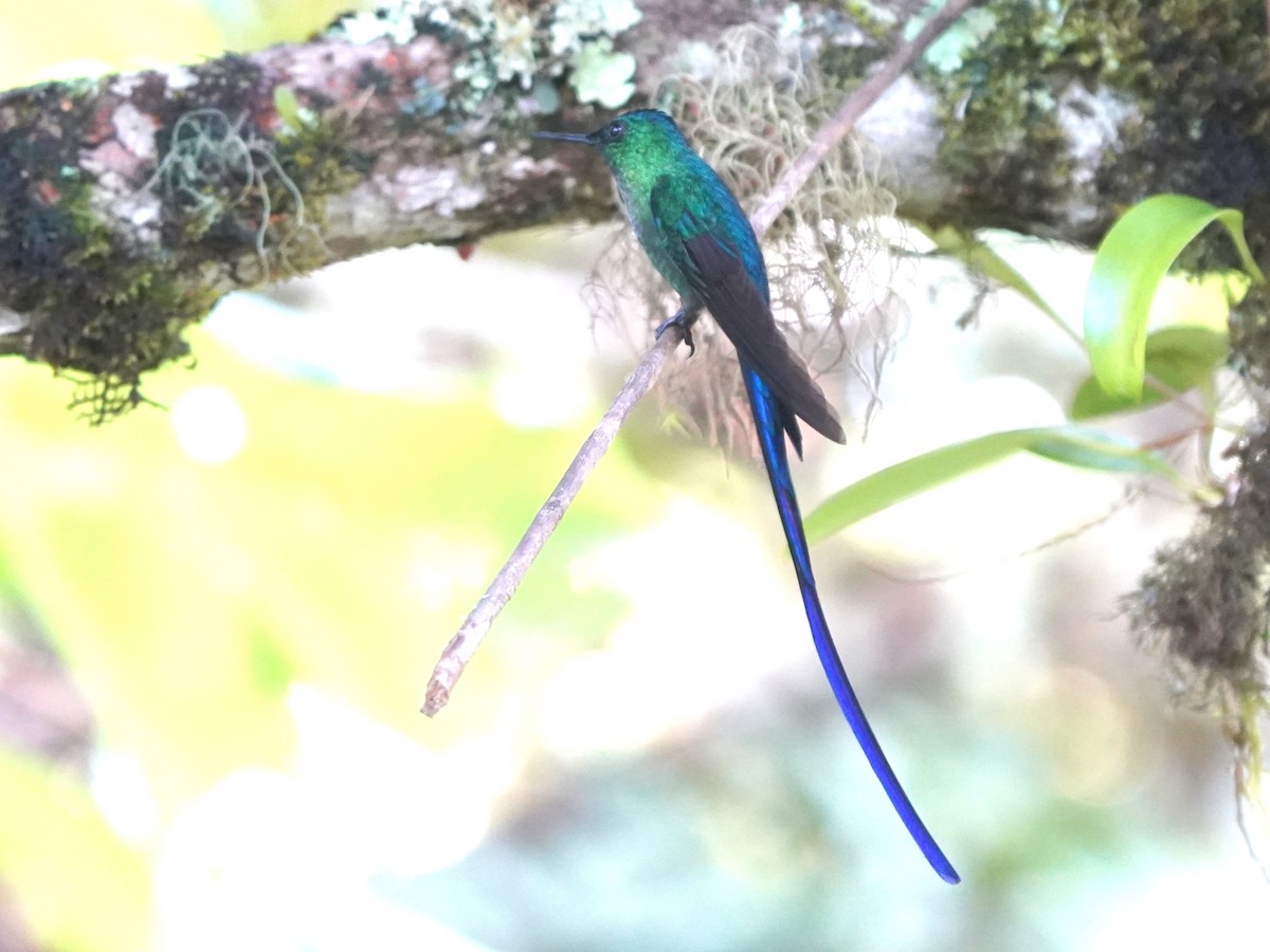 Long-tailed Sylph - ML646920002