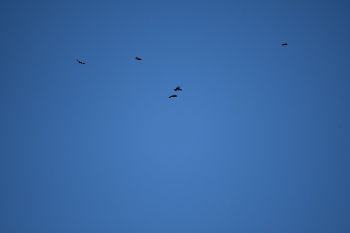 Common Raven - ML646920003