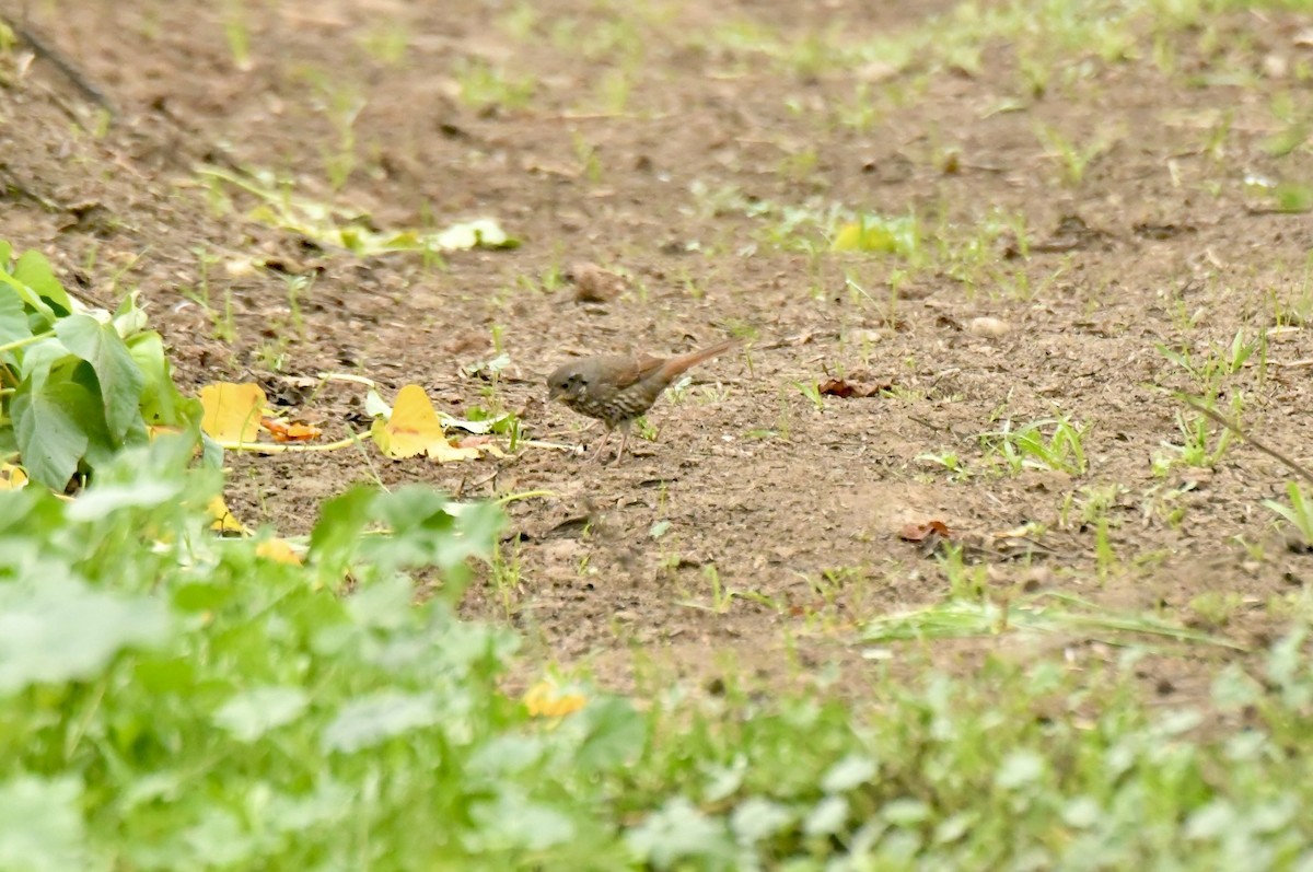 Fox Sparrow - ML646920005