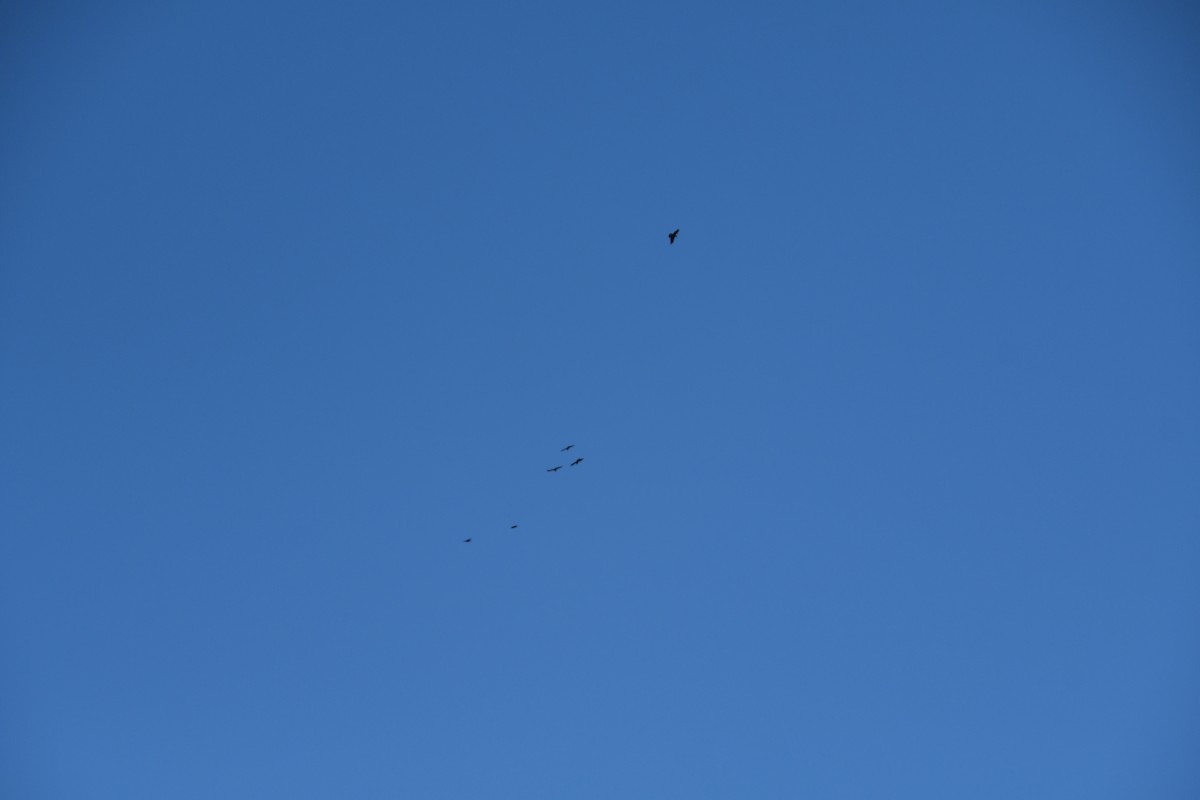 Common Raven - ML646920006