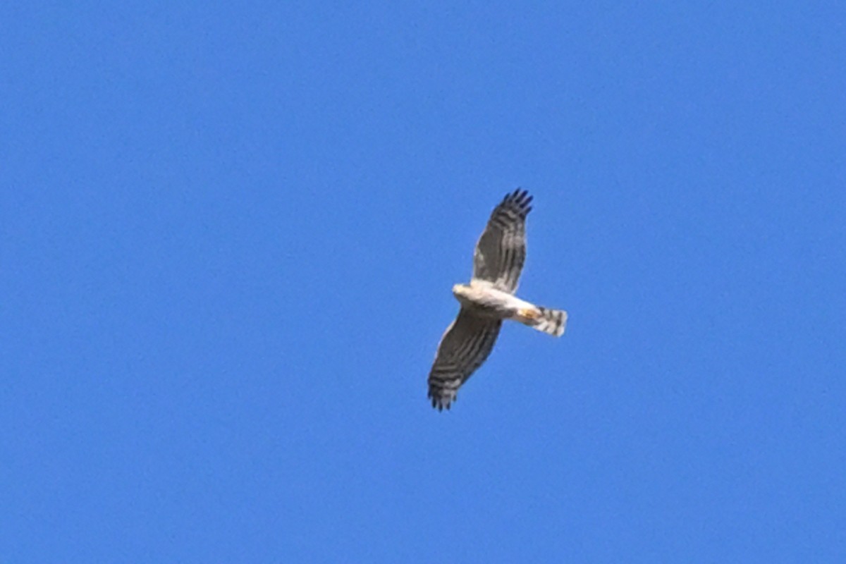 Перепелятник - ML646920007