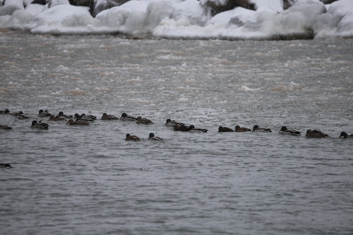 ברכיה - ML646920009
