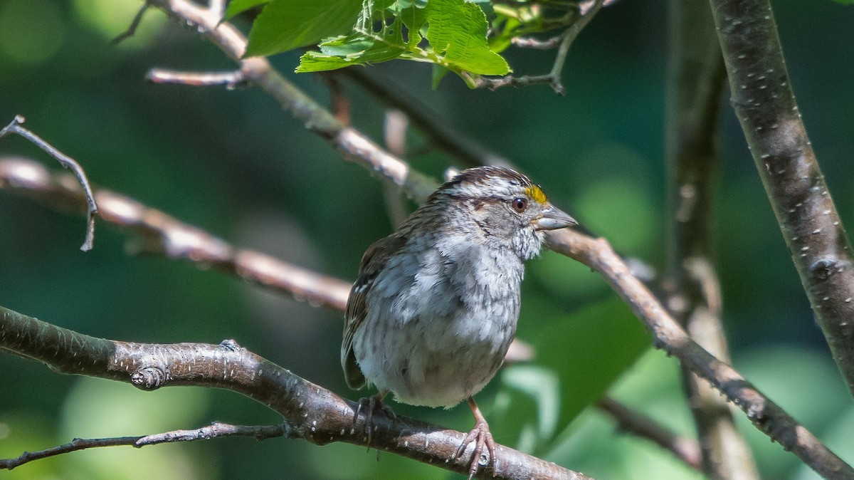 White-throated Sparrow - ML64692001