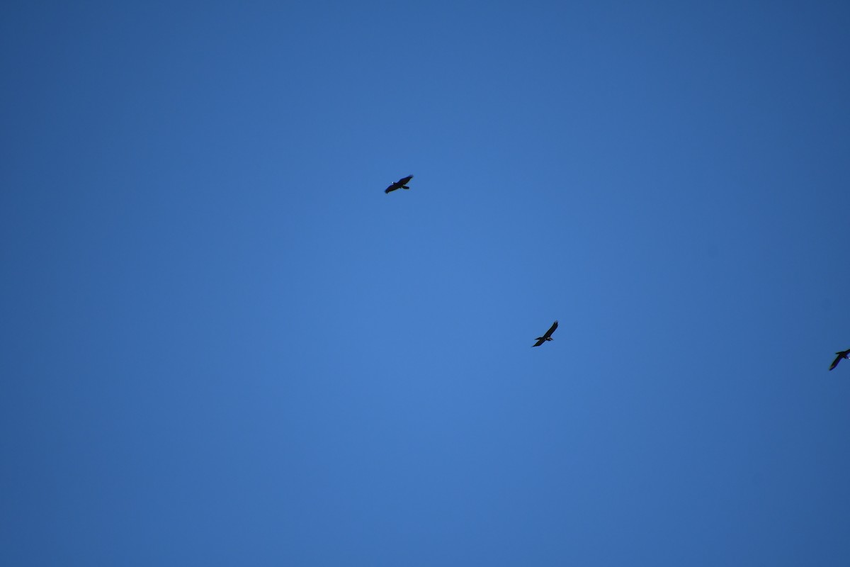 Common Raven - ML646920014