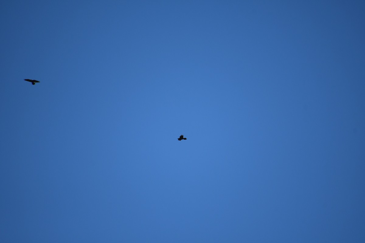 Common Raven - ML646920015