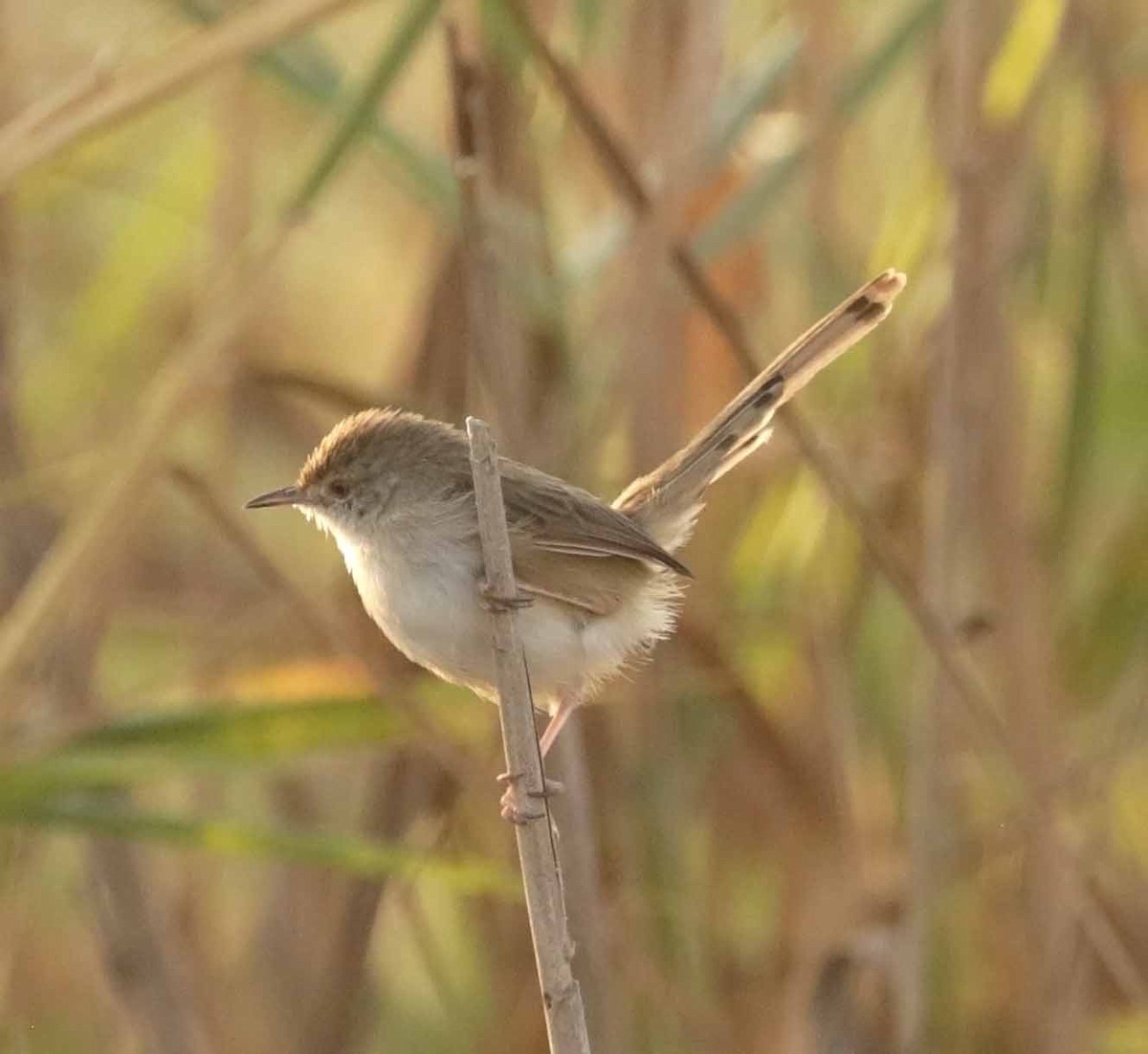 Принія афро-азійська - ML646920016
