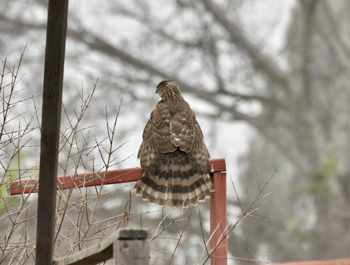 Cooper's Hawk - ML646920019