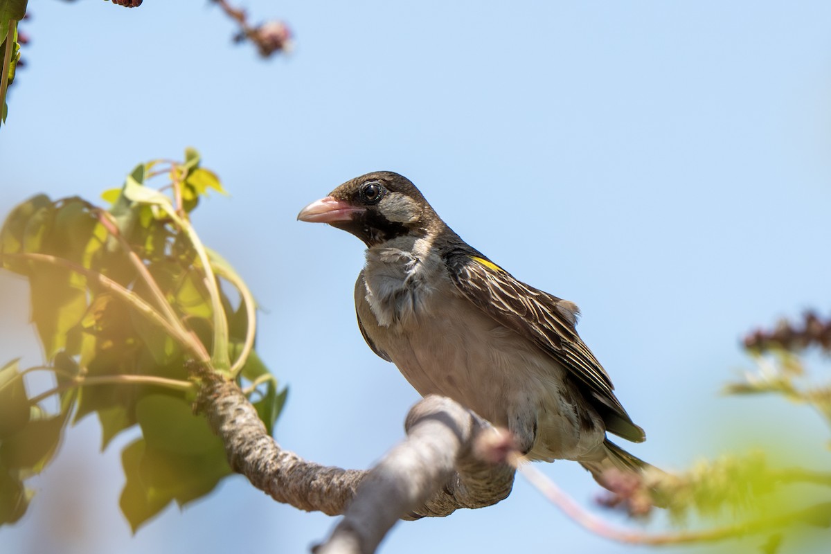 Greater Honeyguide - ML646920020