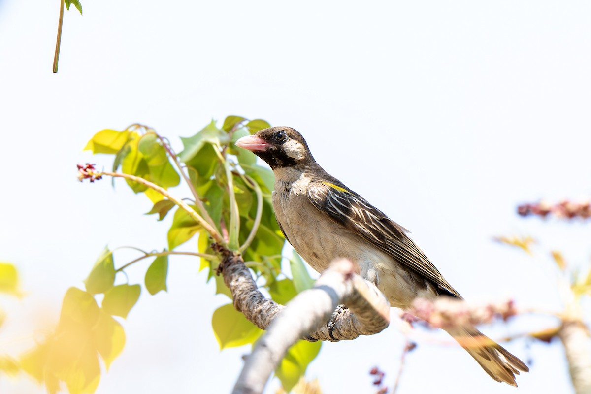 Greater Honeyguide - ML646920021