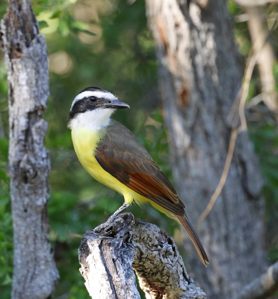 Great Kiskadee - ML646920024