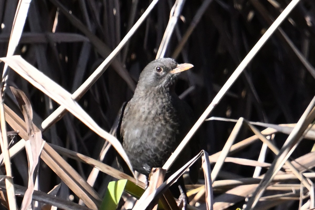 Чёрный дрозд - ML646920026