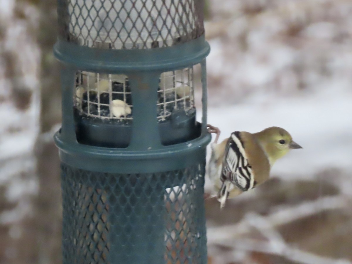 Чиж золотий - ML646920028