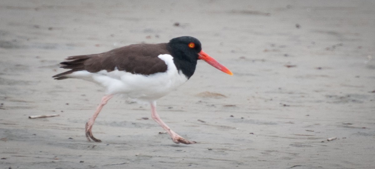 ústřičník americký - ML646920029