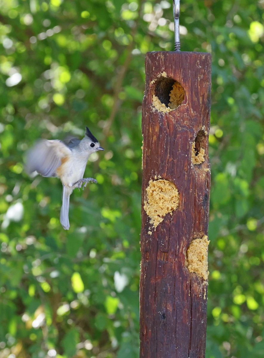 Black-crested Titmouse - ML646920033