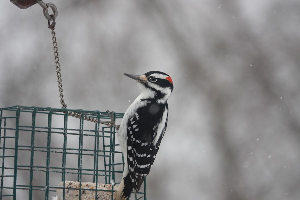 Hairy Woodpecker - ML646920037