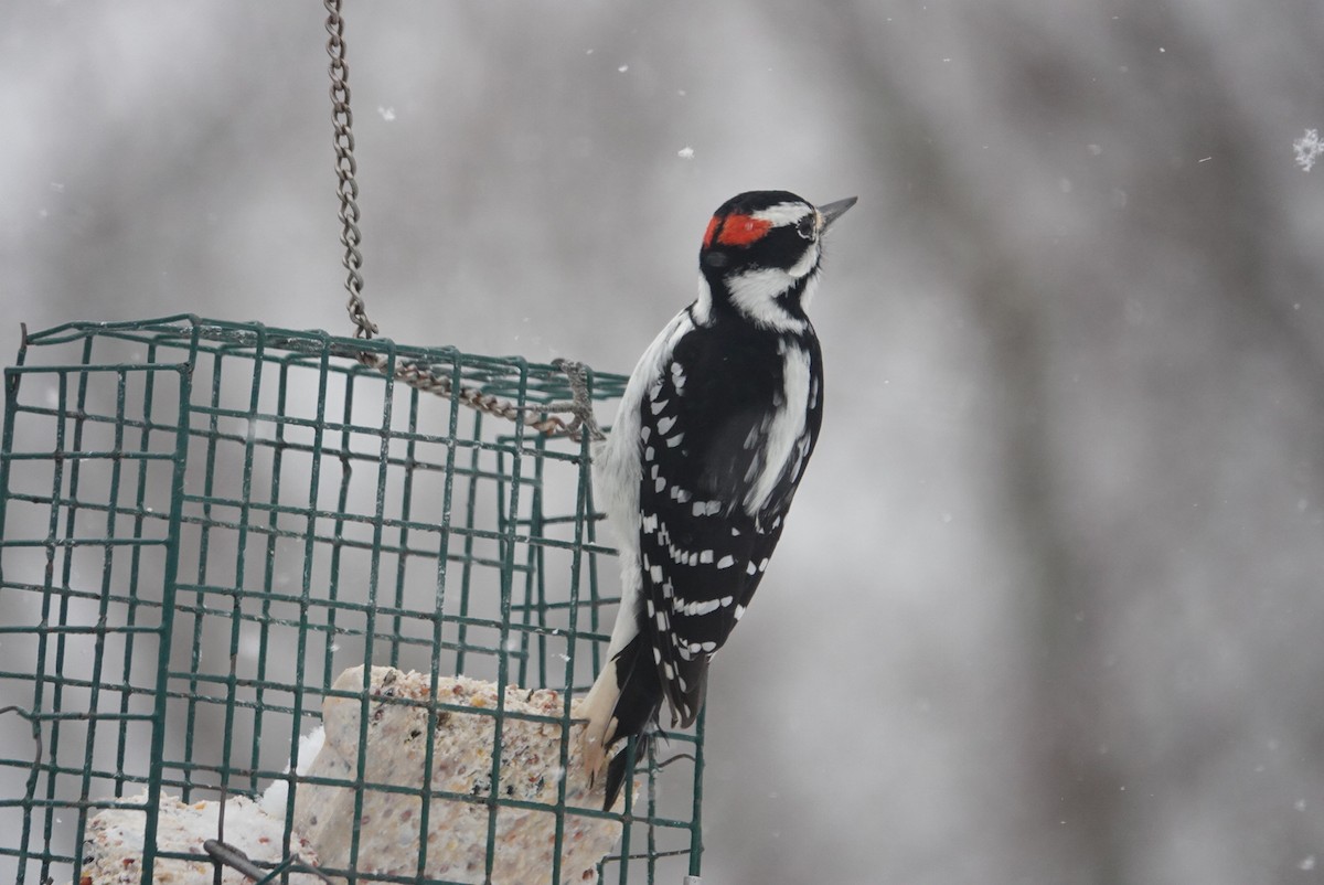 Hairy Woodpecker - ML646920038