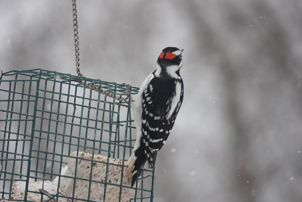 Hairy Woodpecker - ML646920039