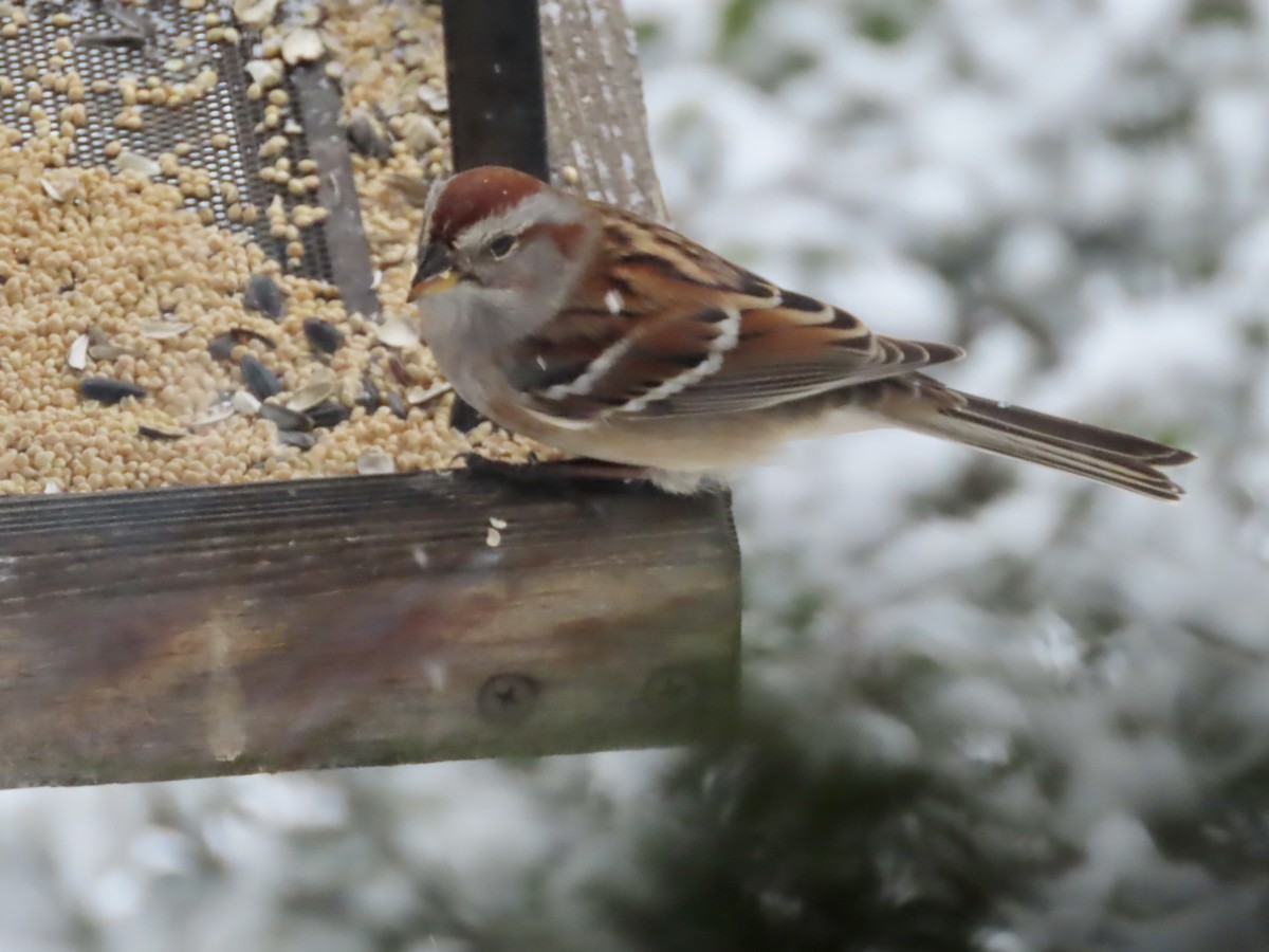 Пасовник північний - ML646920042