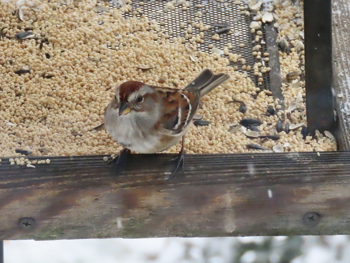 Пасовник північний - ML646920043