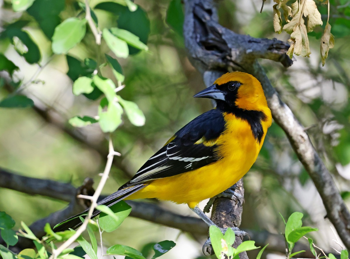 Altamira Oriole - ML646920044