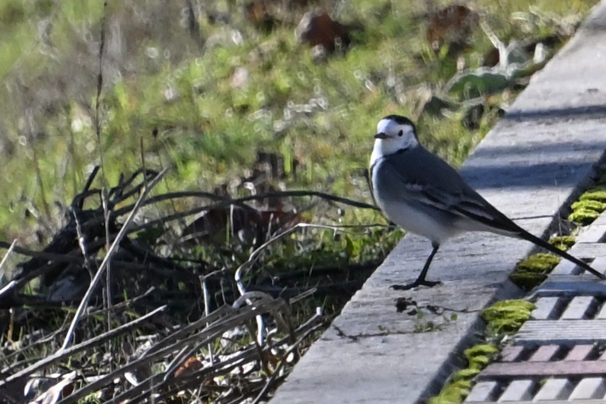 Белая трясогузка - ML646920045