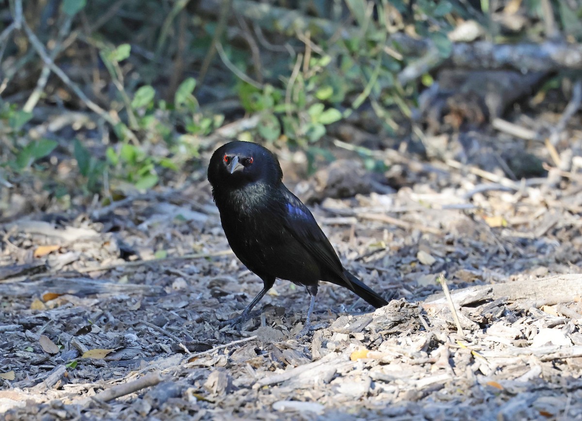 Bronzed Cowbird - ML646920056