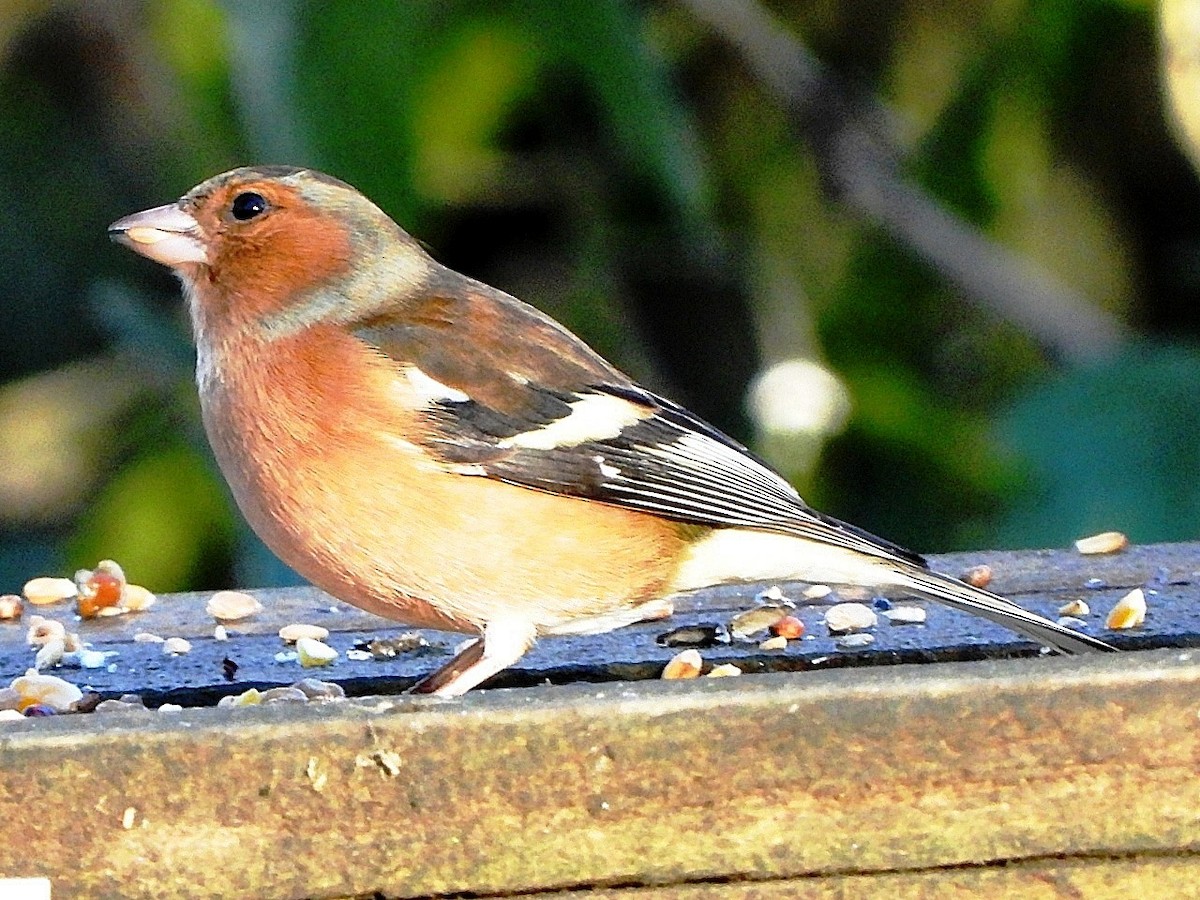 Common Chaffinch - ML646920058