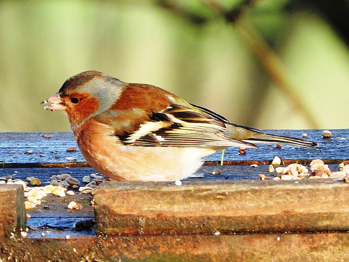 Common Chaffinch - ML646920059