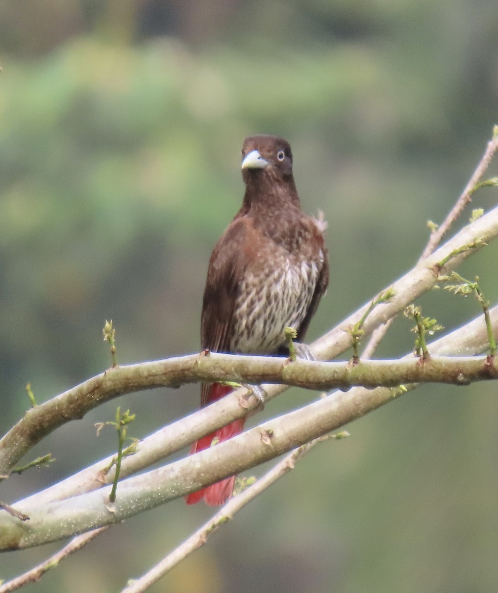 Maroon Oriole (Crimson) - ML646920060