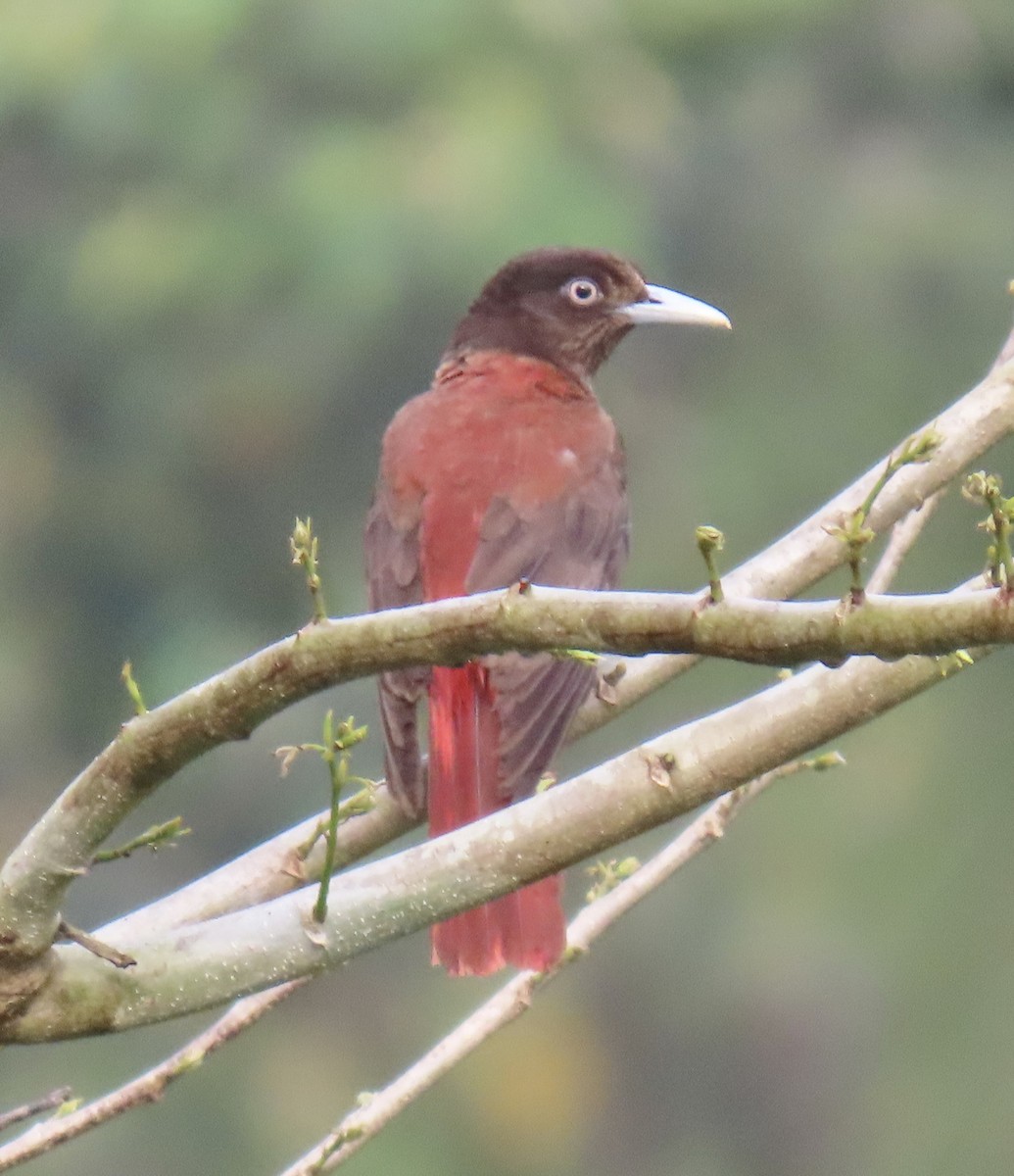 Maroon Oriole (Crimson) - ML646920061