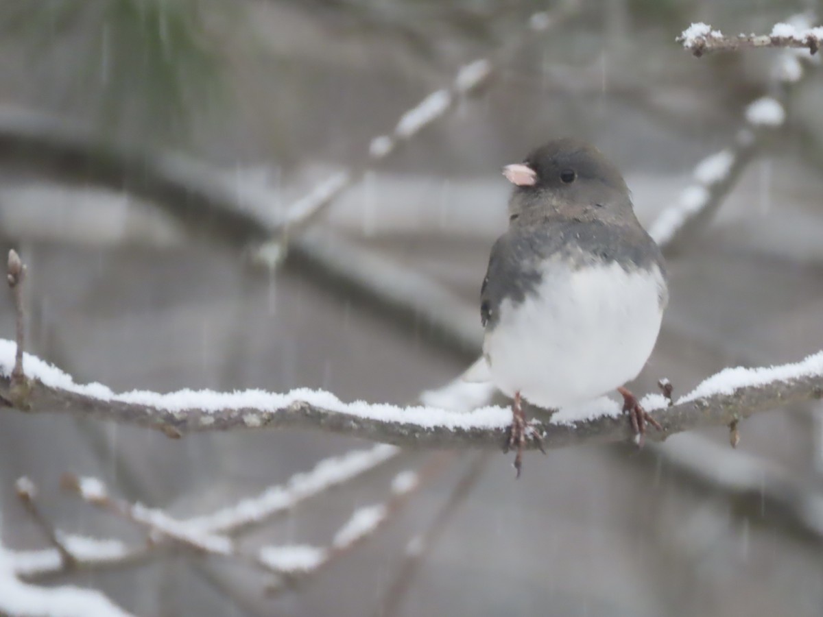 Юнко сірий (підвид hyemalis/carolinensis) - ML646920064