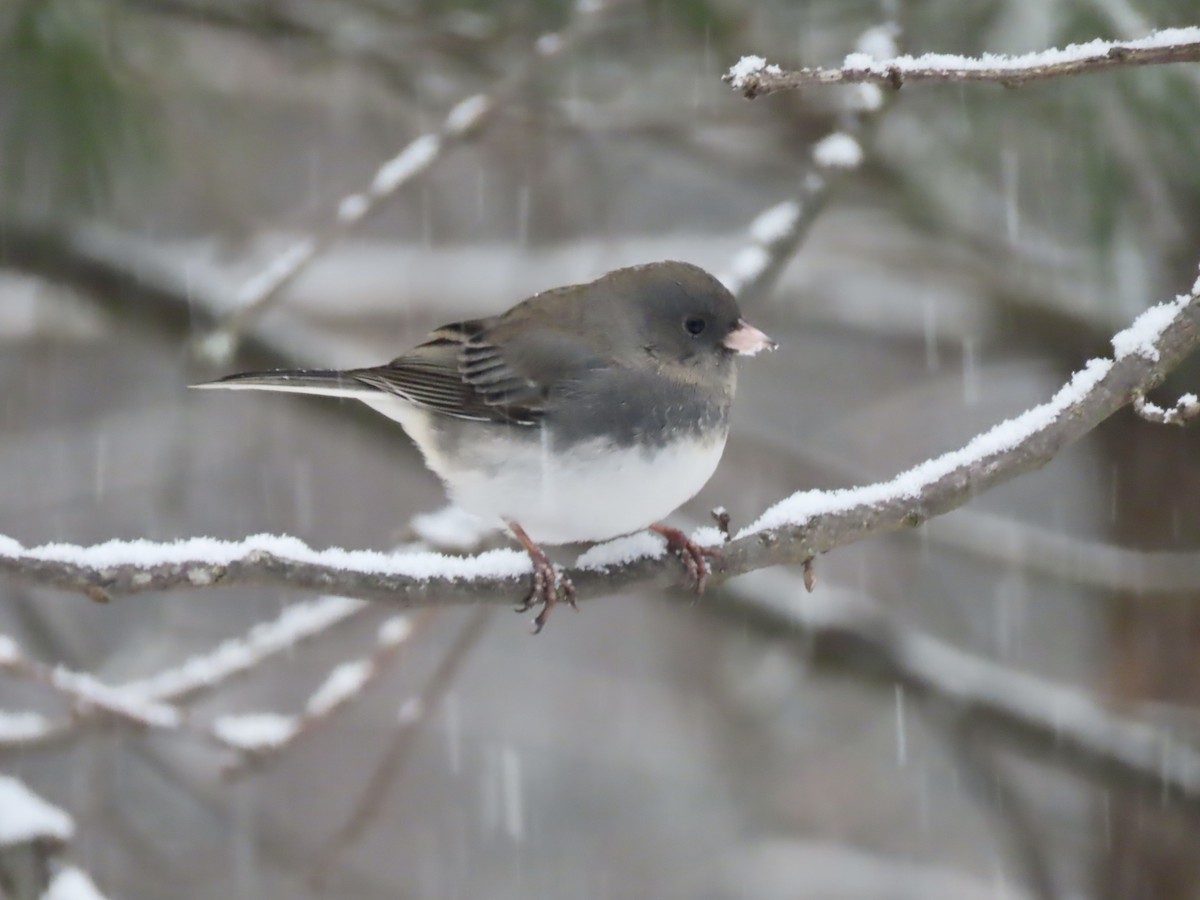 Юнко сірий (підвид hyemalis/carolinensis) - ML646920065
