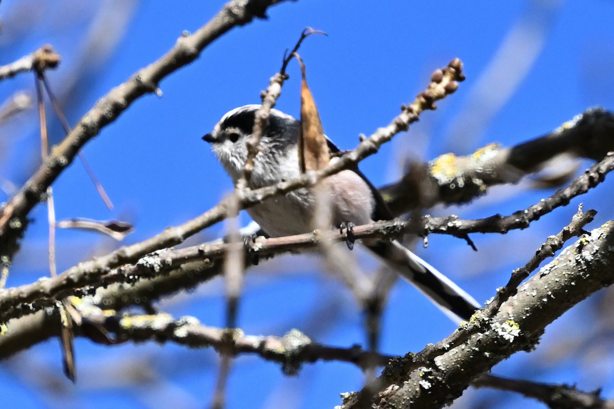 Ополовник - ML646920071