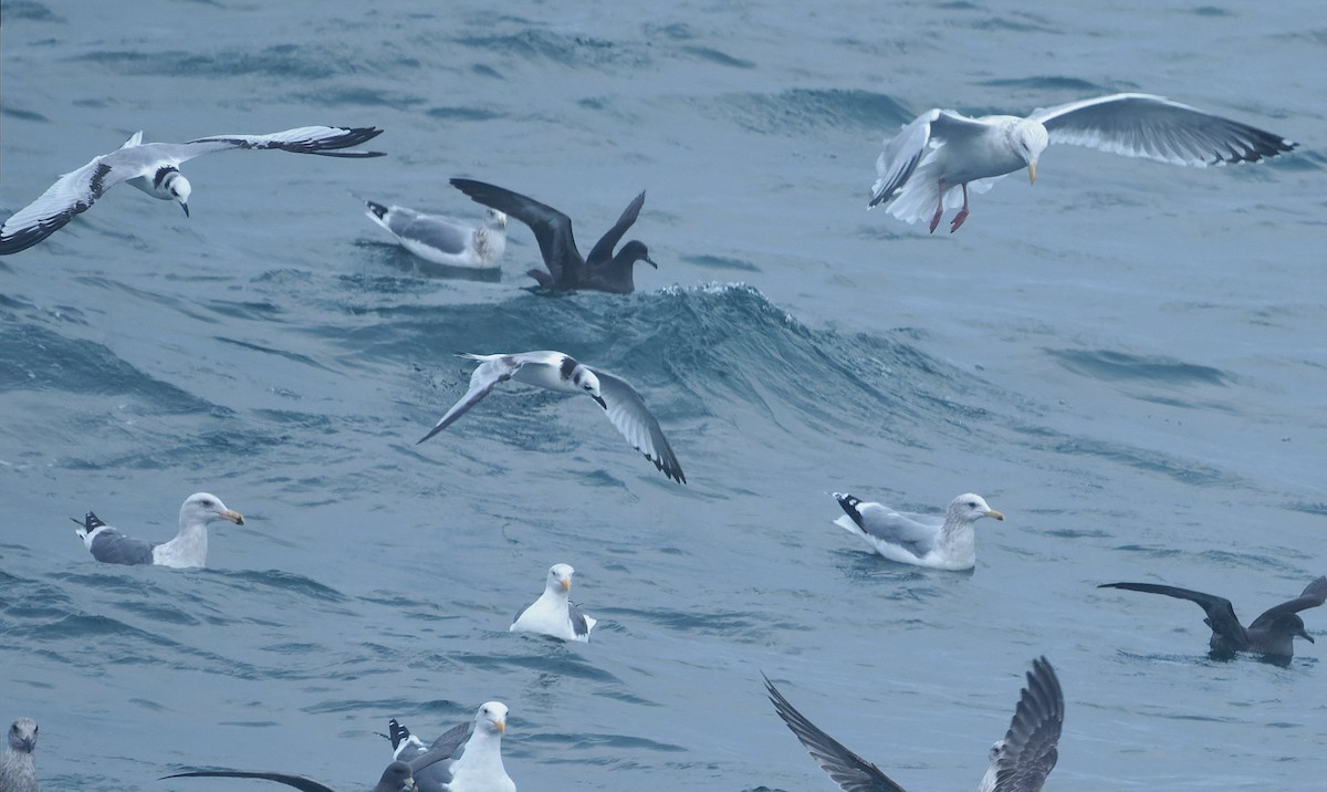 krykkje - ML646920080