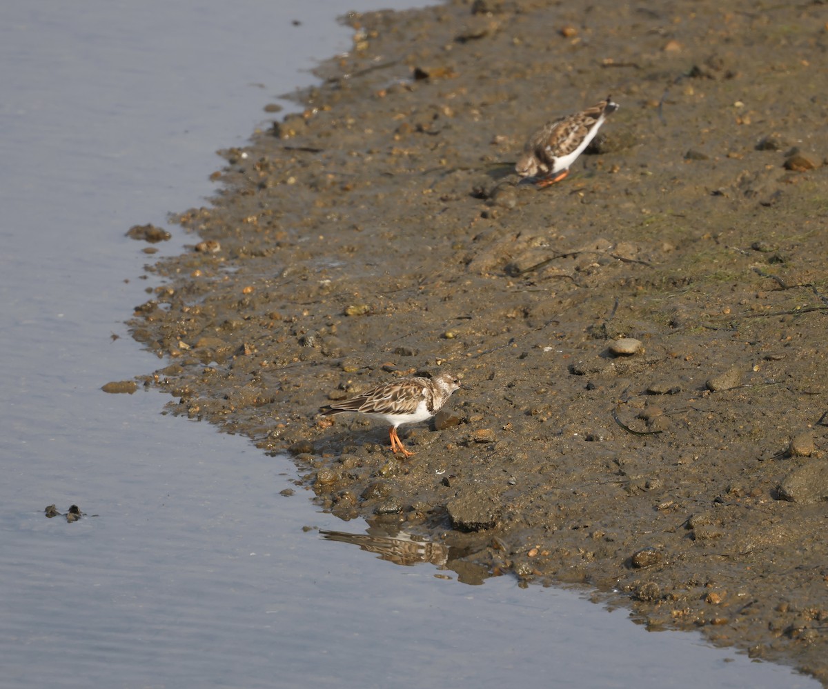 Taşçeviren - ML646920081