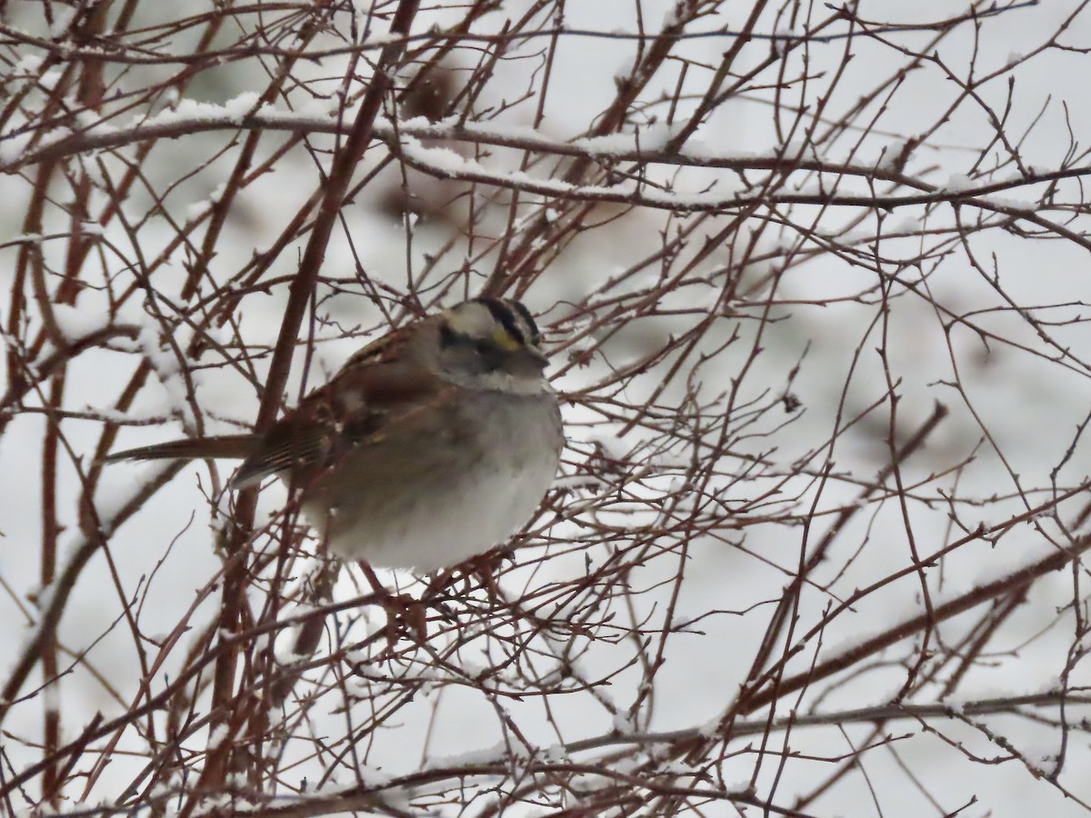 Бруант білогорлий - ML646920082