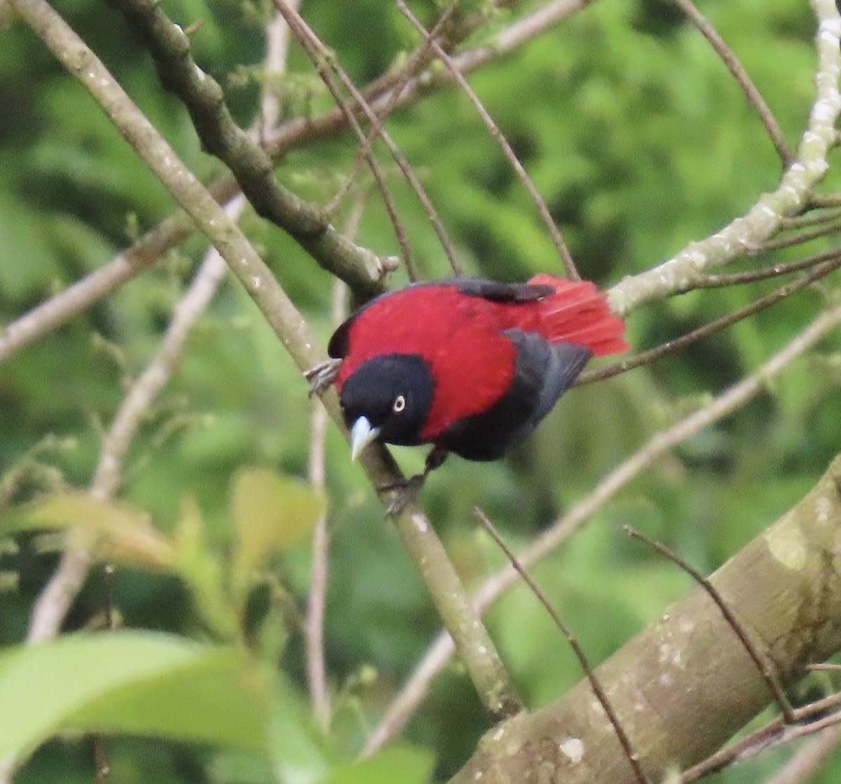 Maroon Oriole (Crimson) - ML646920083